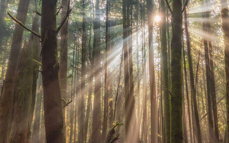 Terapia de Respuesta Espiritual: Soltar Nudos