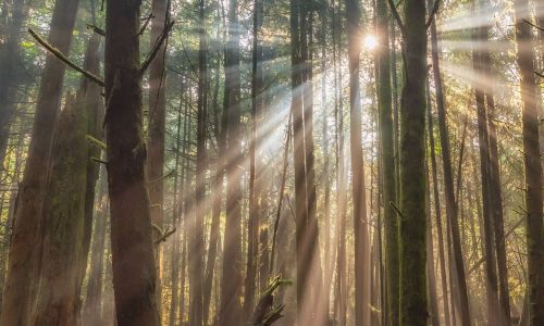 Terapia de Respuesta Espiritual: Soltar Nudos